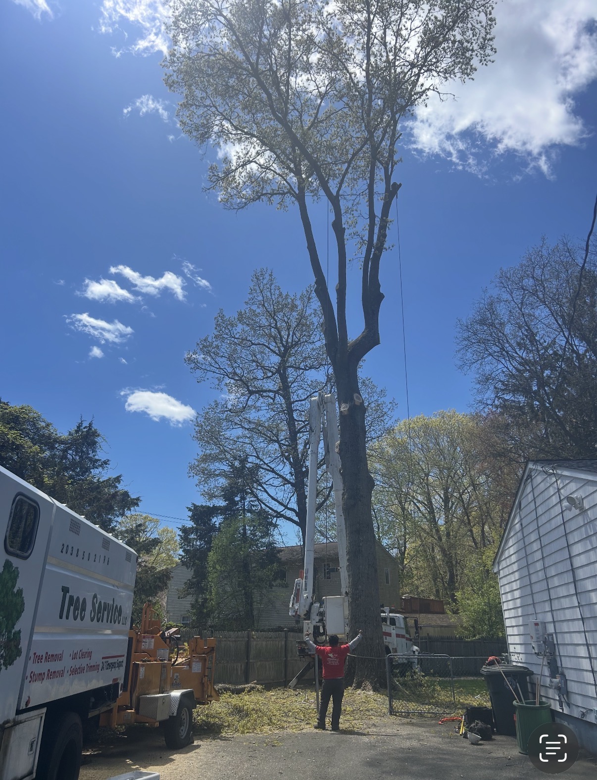 Bucket truck reaching a towering hardwood
